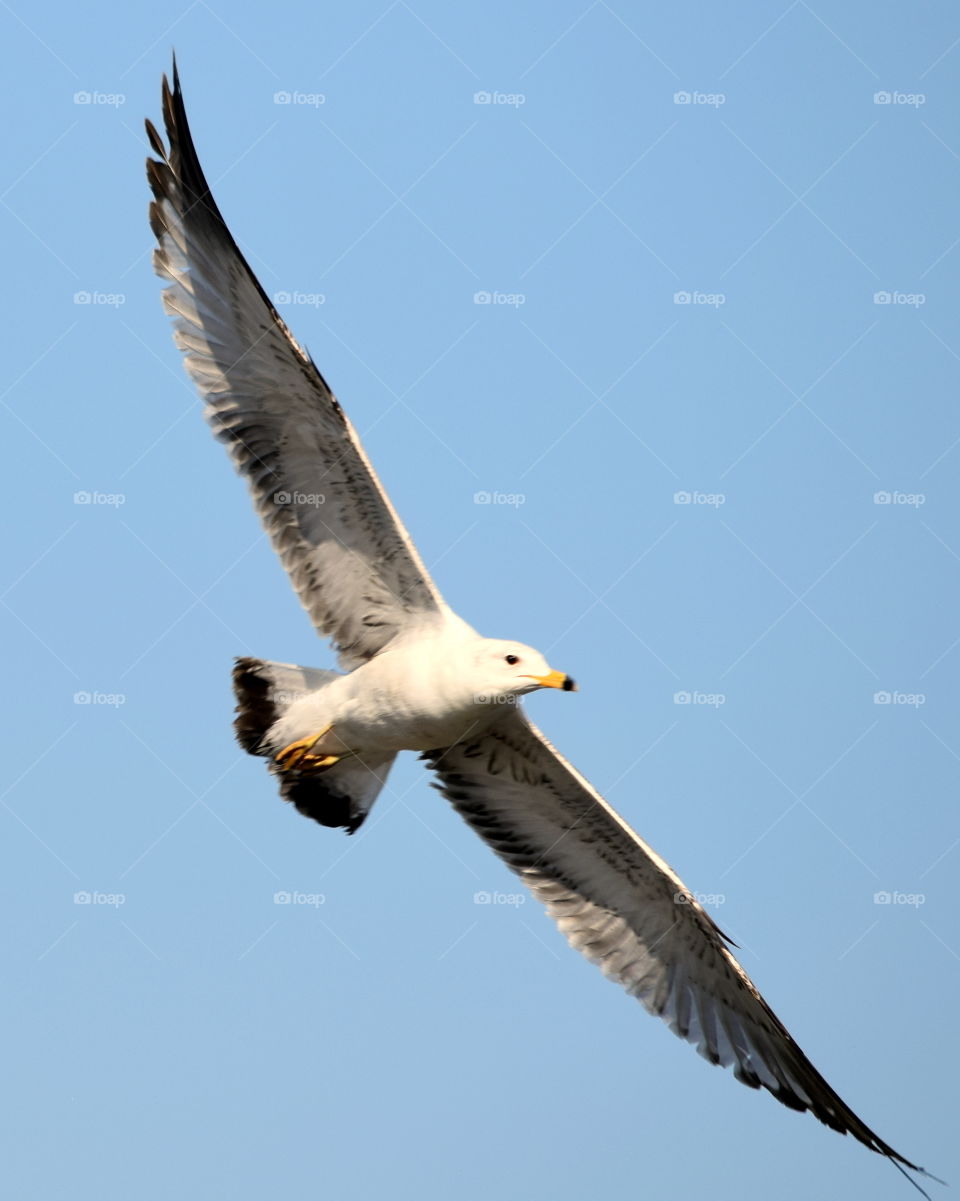 Seagull Gliding on the  Wind