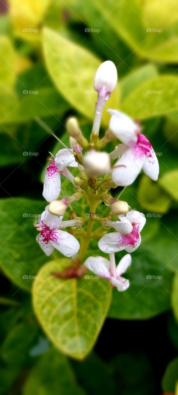 Pseuderanthemum is a genus of plant in family Acanthaceae and tribe Justicieae