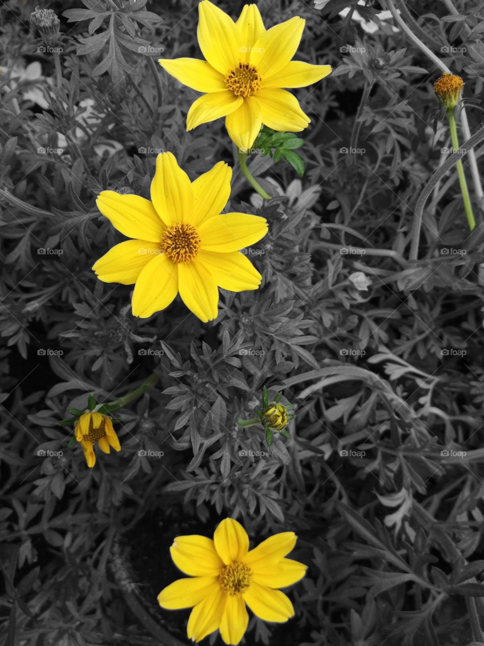 Yellow flowers