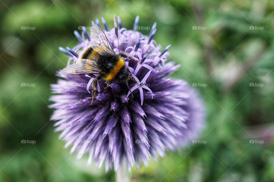 A bee visiting a purple flower 💜