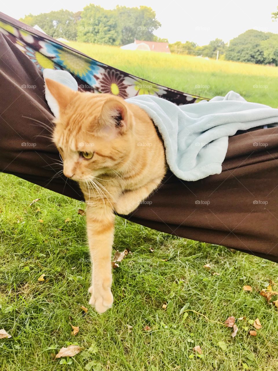 Adorable cats are doing what they do best...looking absolutely adorable with everything they do! 