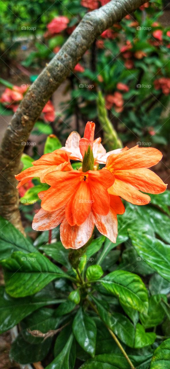 Crossandra infundibuliformis is a species of ornamental plant.