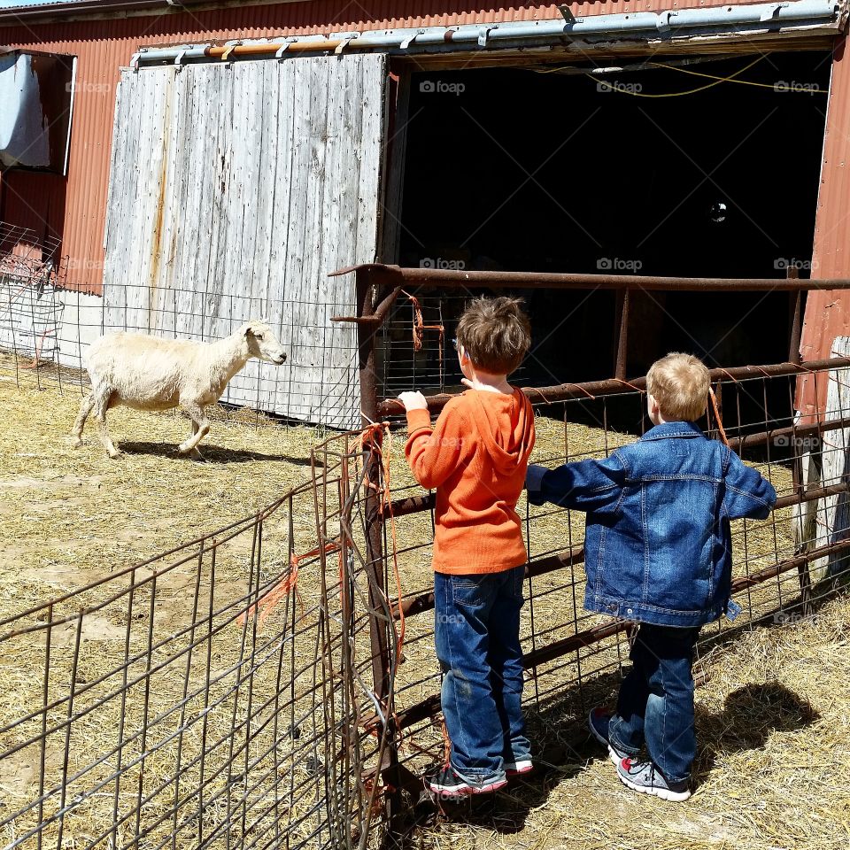 Spring Day On The Sheep Farm