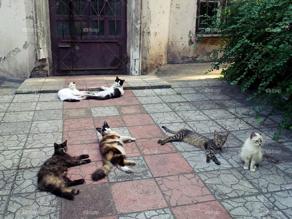 street cats