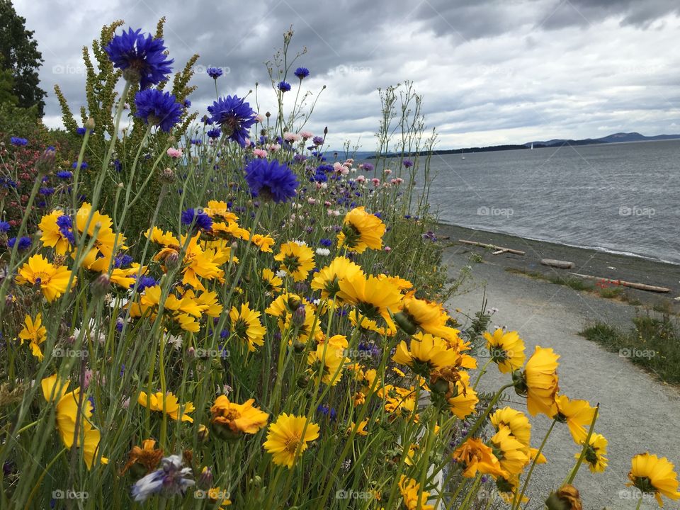 Yellow flowers 