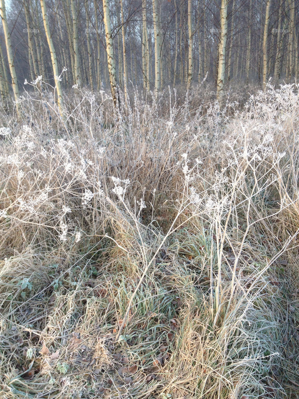 nature wood frost by liselott