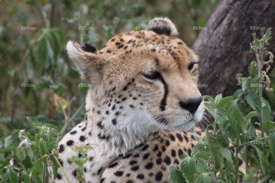 Cheetah