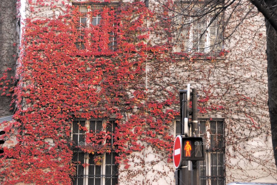 Red leaves growing on the wall