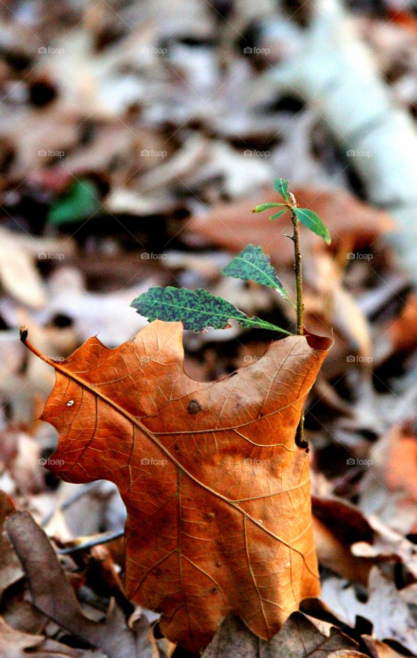 leaf hugging sapling.