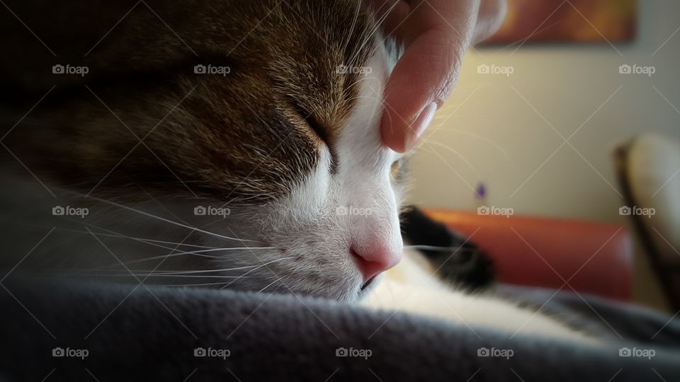 Lazy cat needs help to fall asleep!