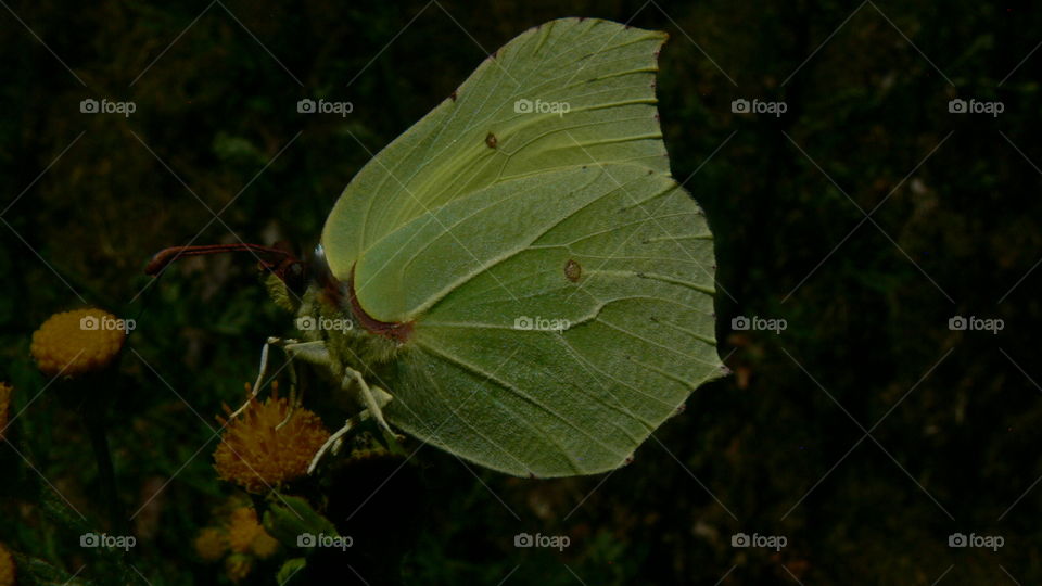 Schmetterling auf einer Blume
