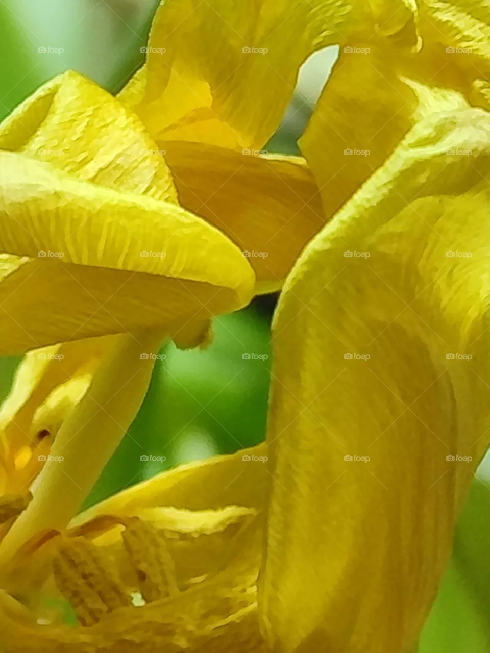 faded tulips