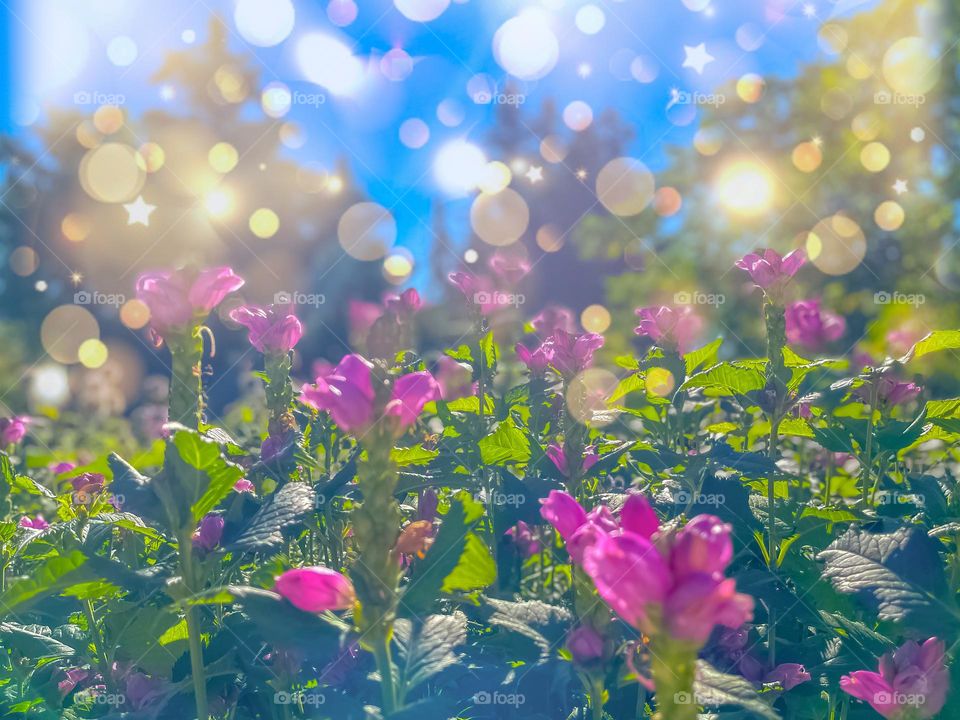 SPARKLED SUN AND BEAUTIFUL FLOWERS BACKGROUND