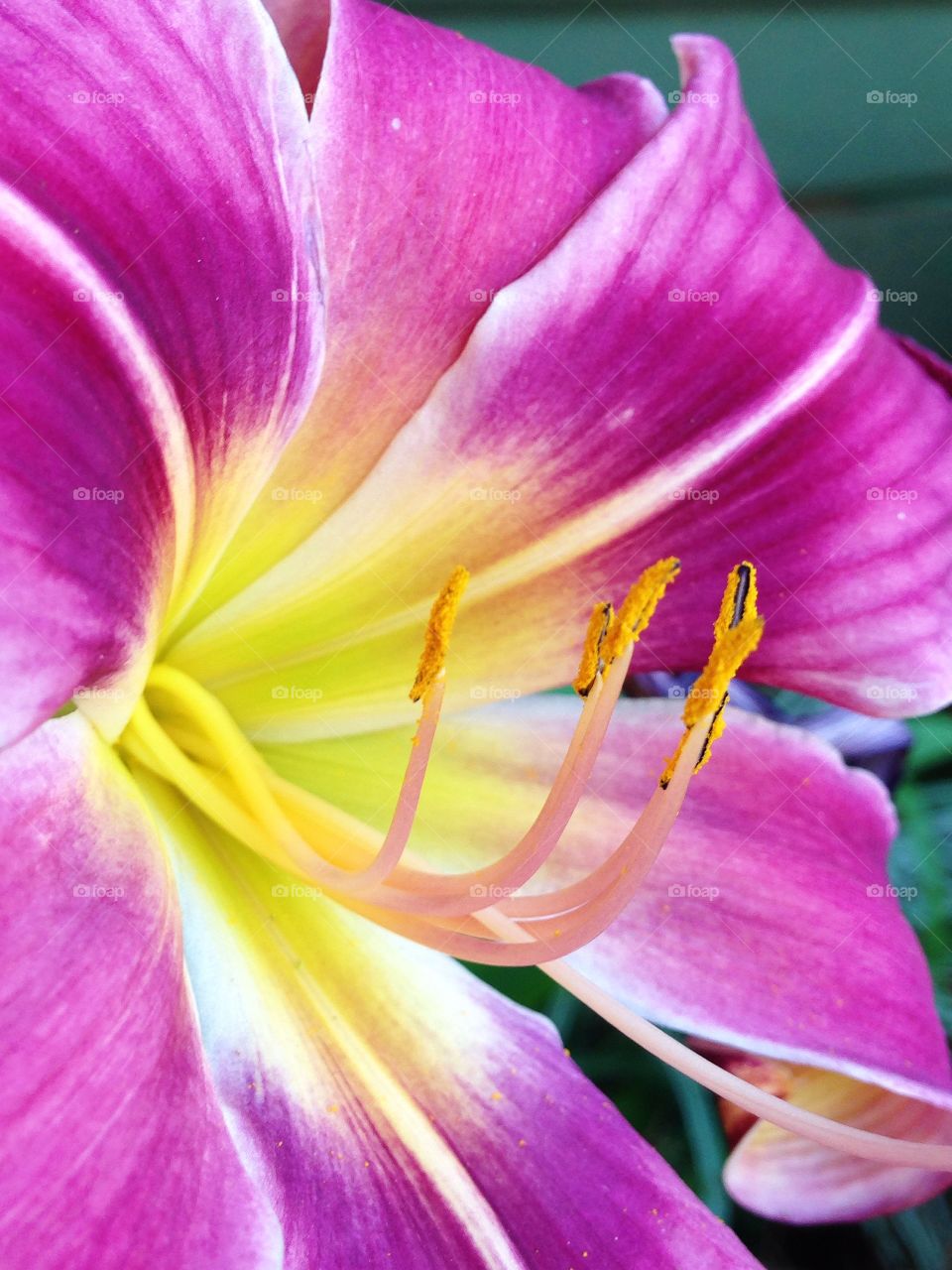 Nature's Fine Art . Love the contrasting colours of this day lily in my garden here in South Africa. So gorgeous! So vibrant! 