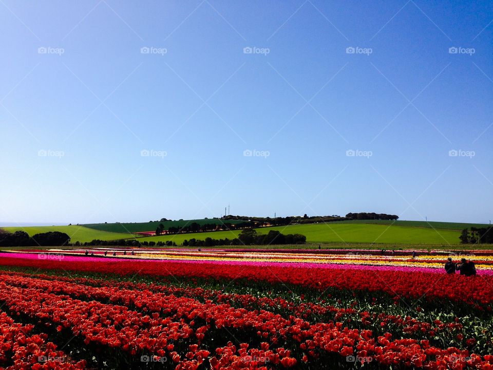 Tulips tulips. Tulips farm, van diemen, table cape, tasmania