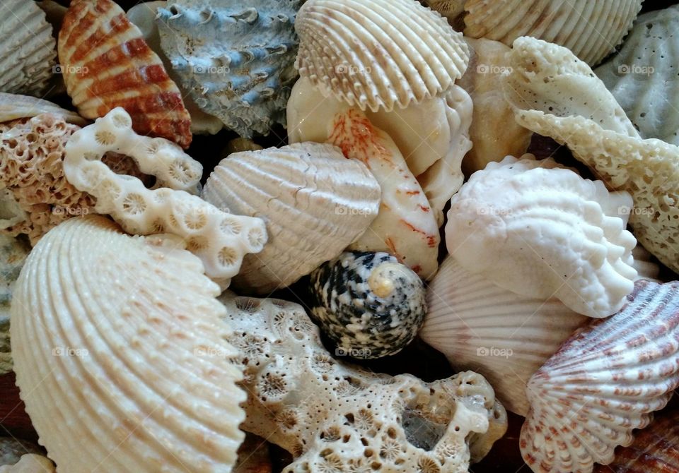 Shells