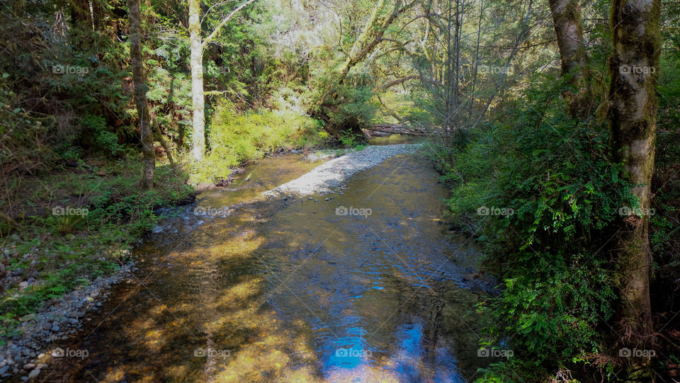 Stream flowing through wooded area