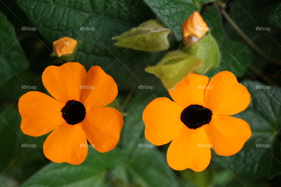 thunbergia (Suzanne aux yeux noirs). thunbergia photographié au jardin botanique de Funchal sur l'île de Madère