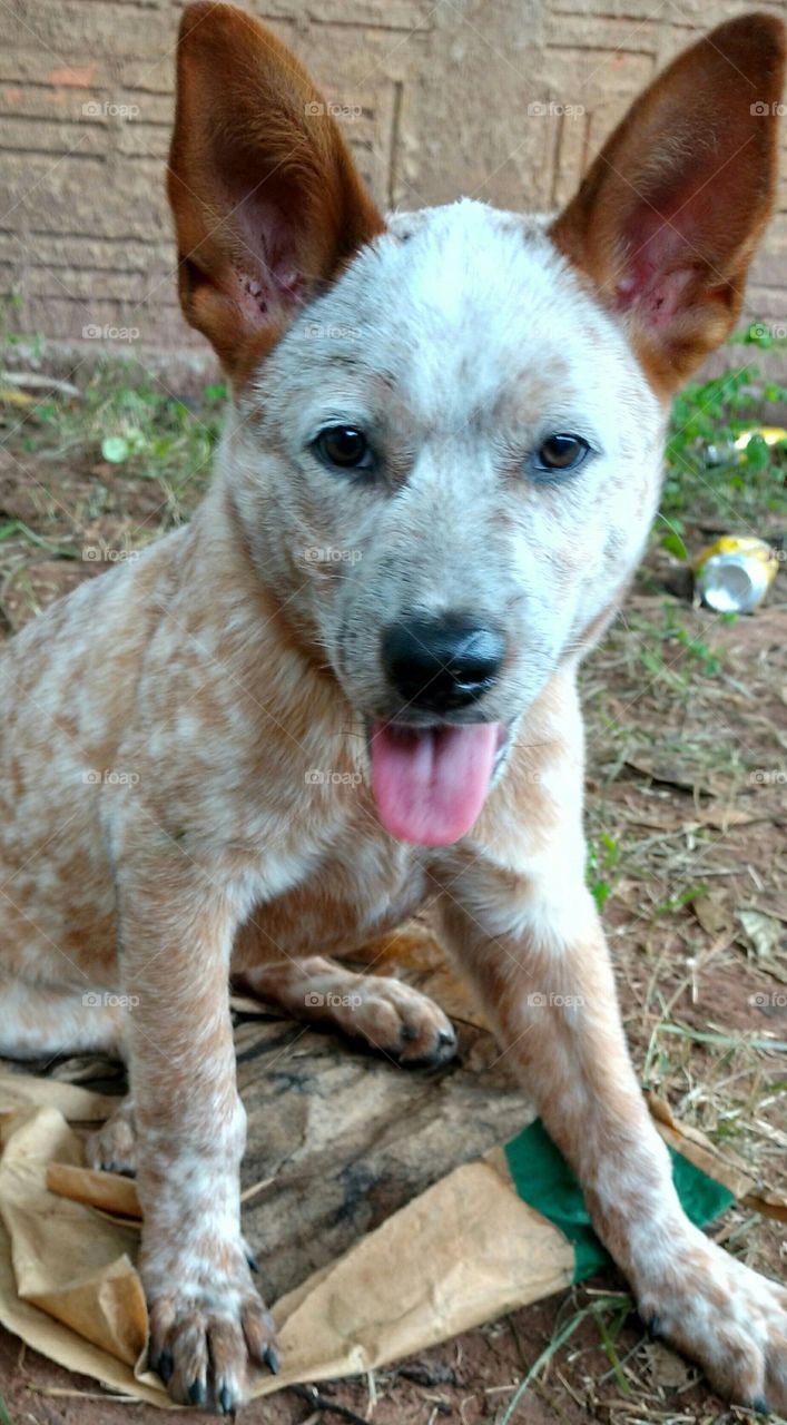 Dog, cão, cachorro...