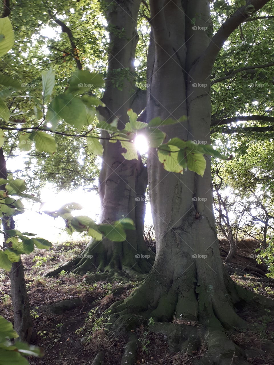 Sunlight Between Trees