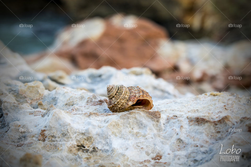 seashell