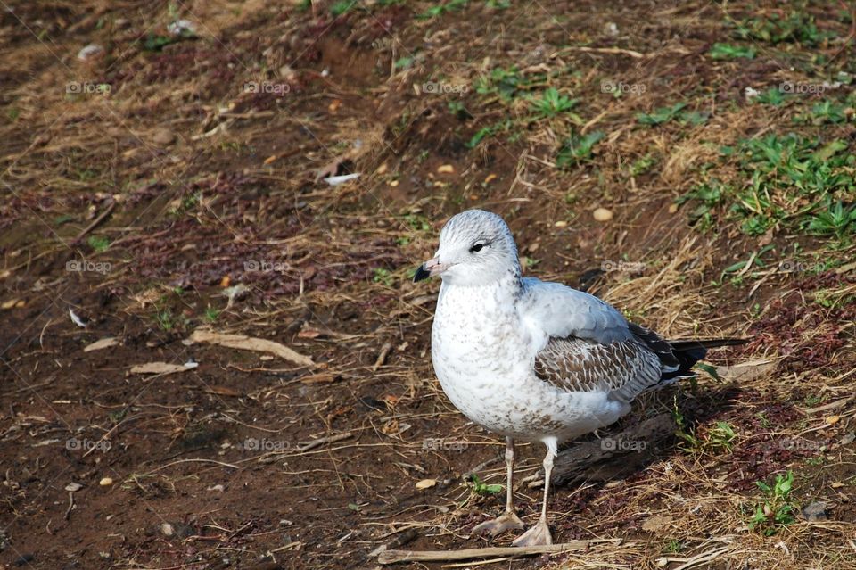 seagull