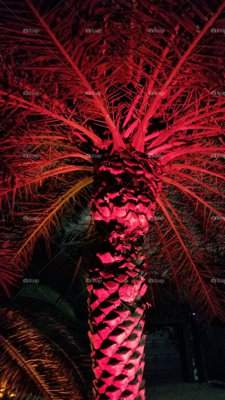 palm at midnight
