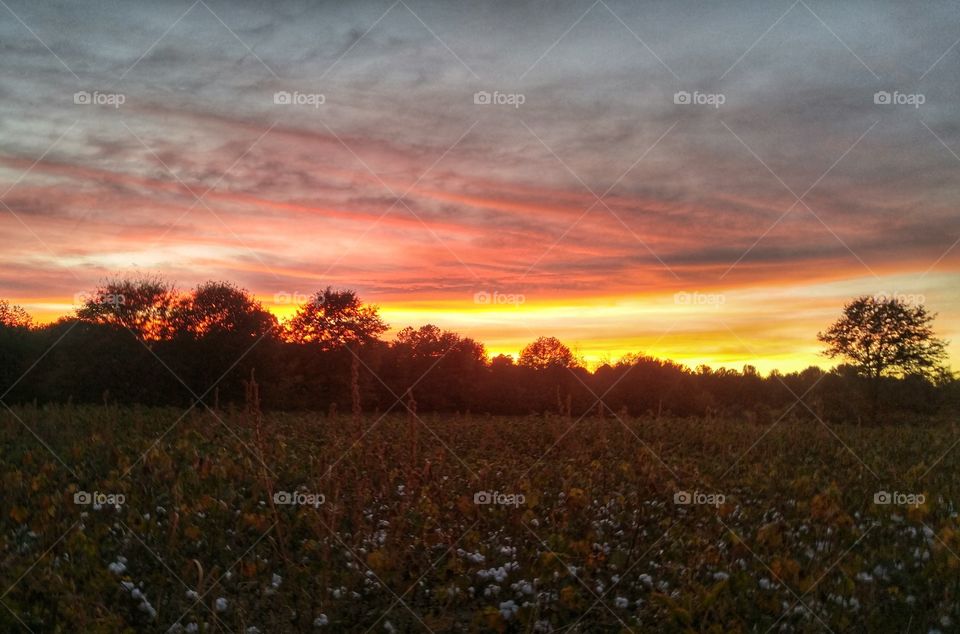 Cotton field sunset