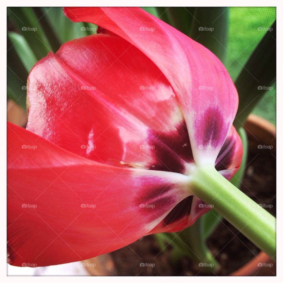 Tulip