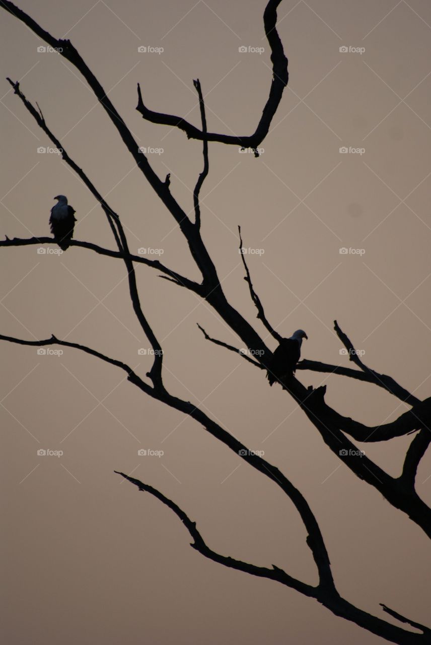 Fish eagles 