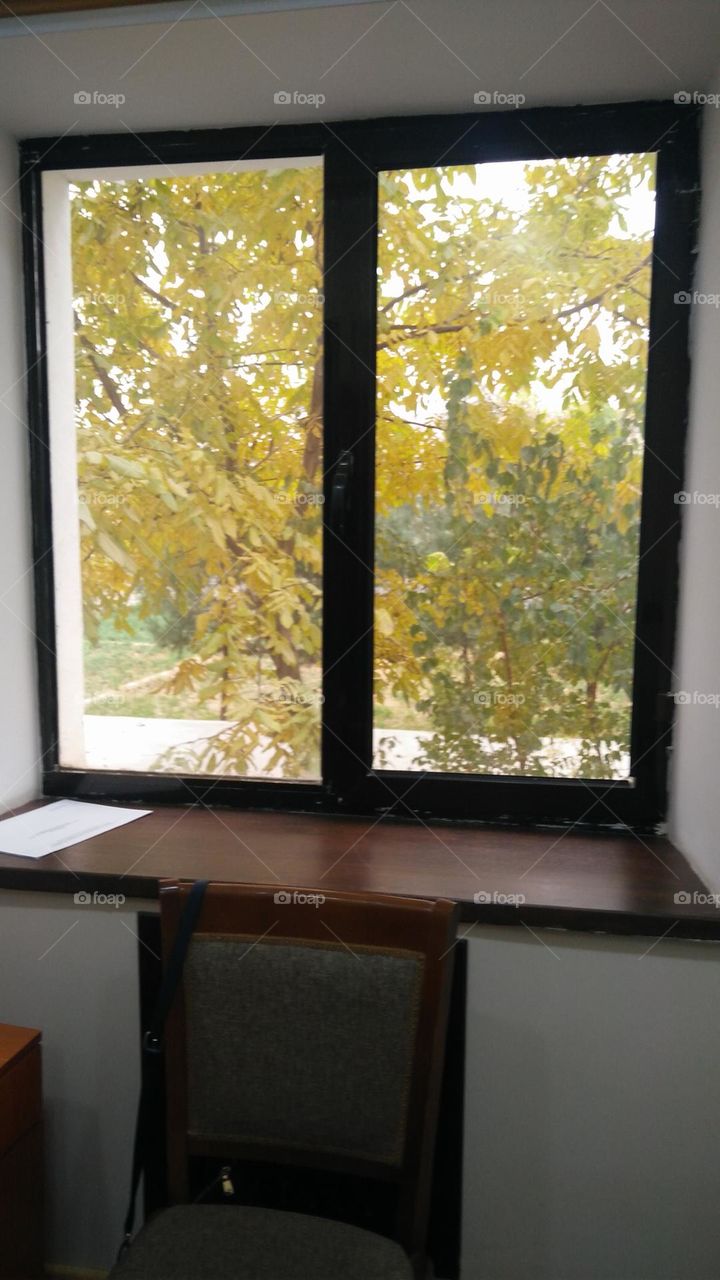 Yellow leaves near the window