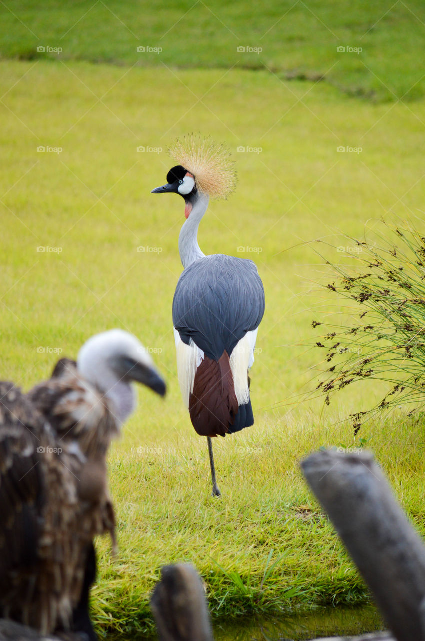 Crowned crane bird in a field