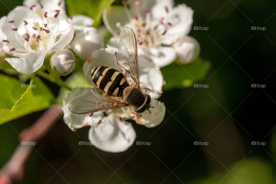 flower summer blomma fly by cekari