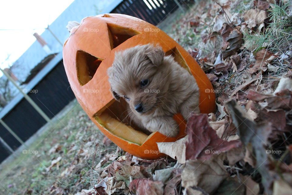 Puppy in the halloween pumpkin.
