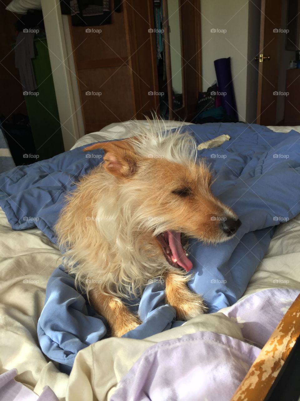 Yawning dog 