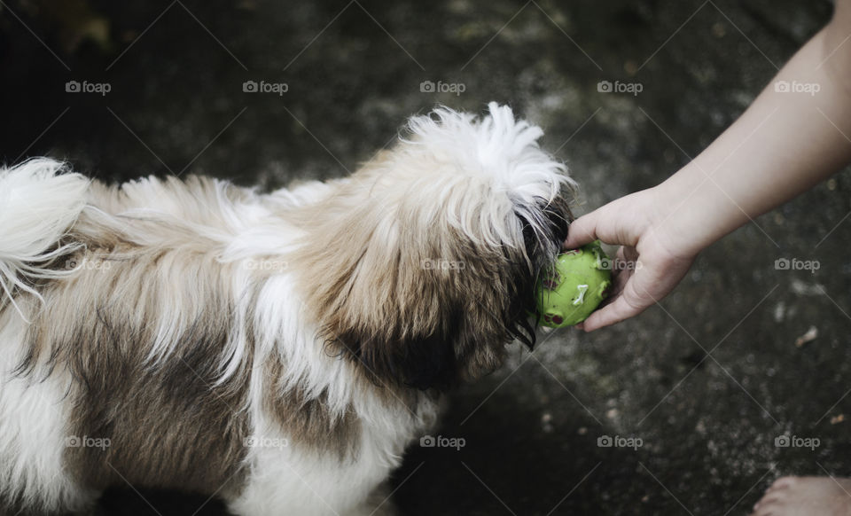 Child playing with a dog 