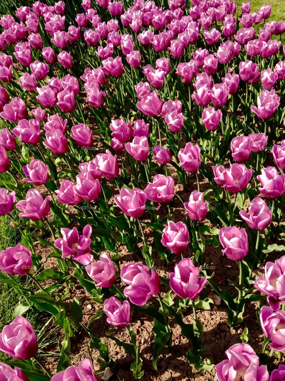 Tulips. cultivation of tulips