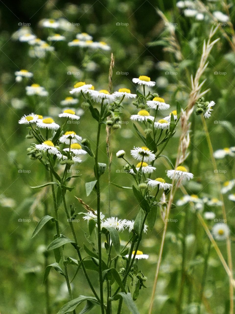 Meadow in the forest