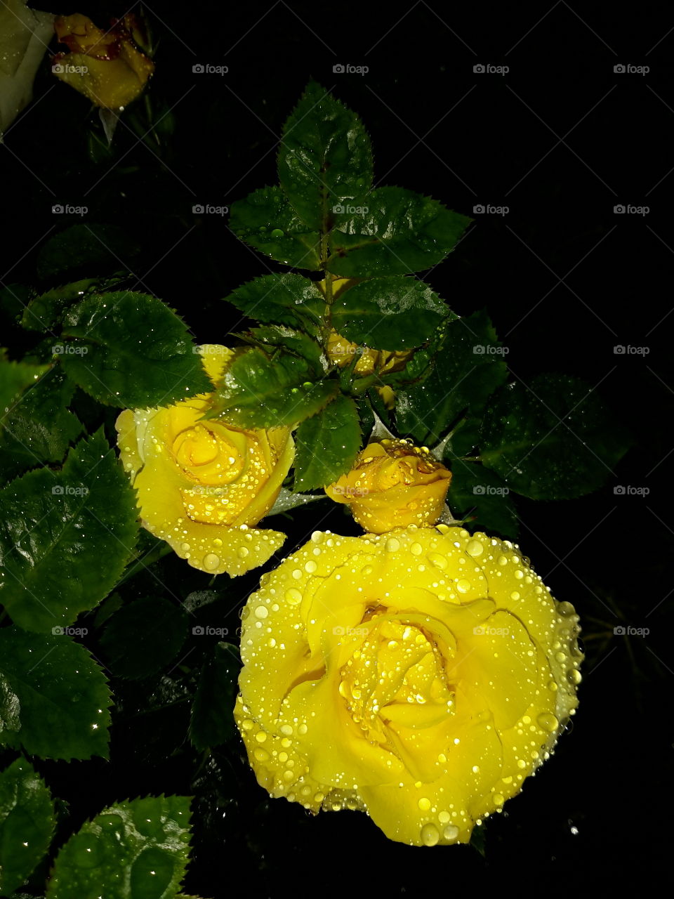 Yellow roses in drops. Night.