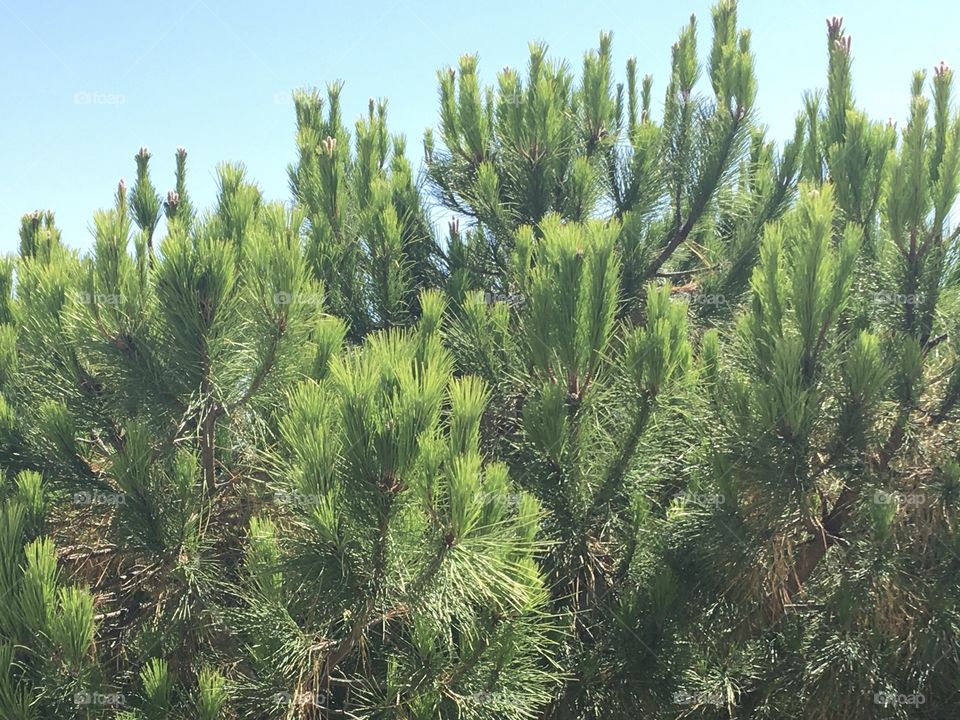 Pines on sky