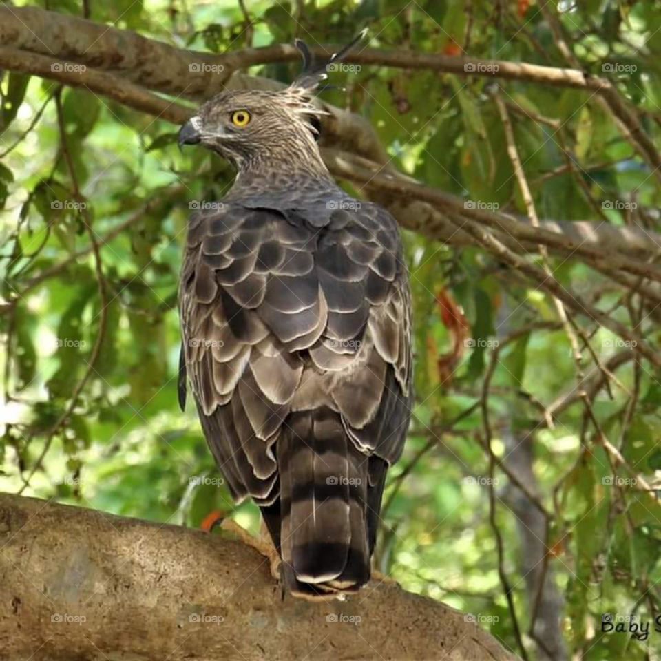 Birds in the jungle # for birds lovers