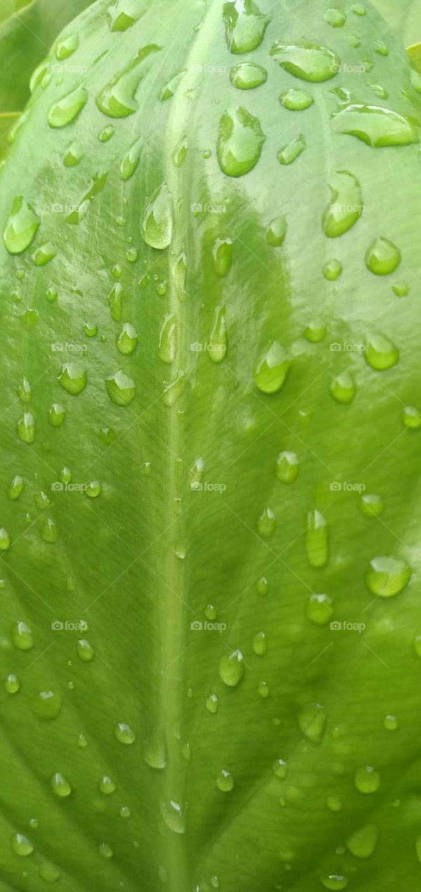 rainwater on green leaves

￼