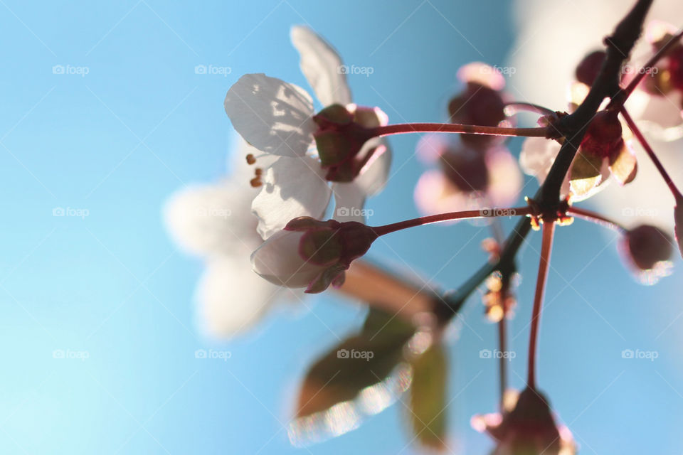 Beautiful blossom flowers