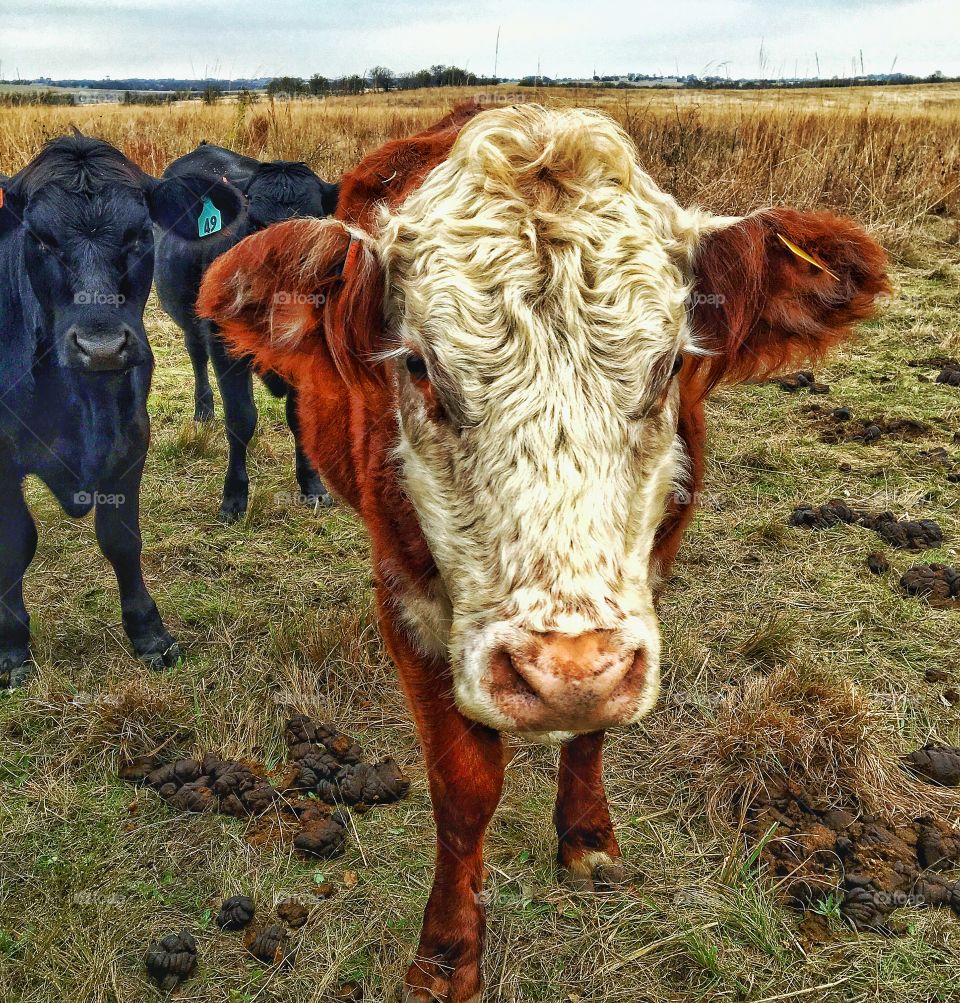 Curious cows 