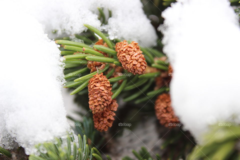 Pinecones under the first snow. Beautiful winter.