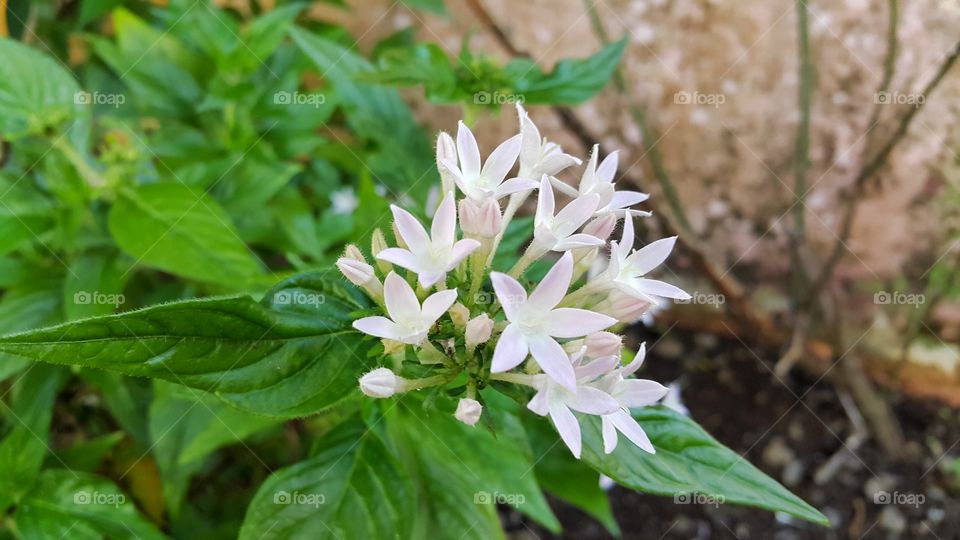 white wild flower