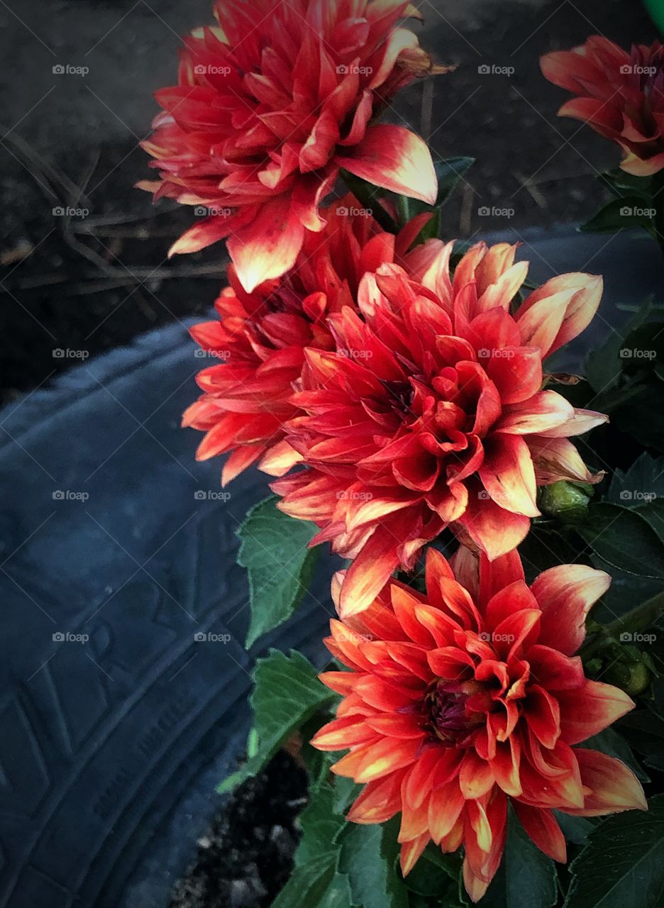 Red dahlias 