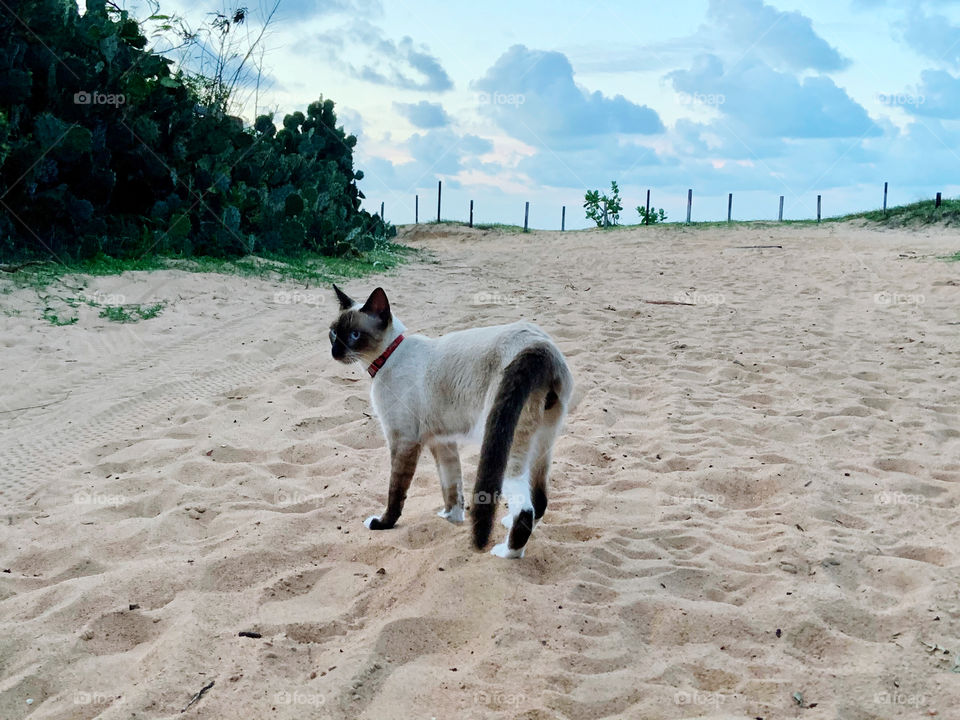 Cat walking in the sand street 