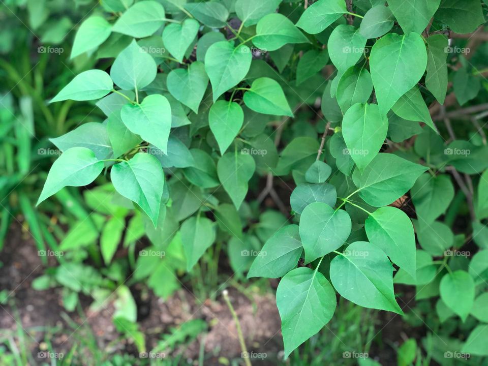 Bush with green leaves in the shape of a heart 