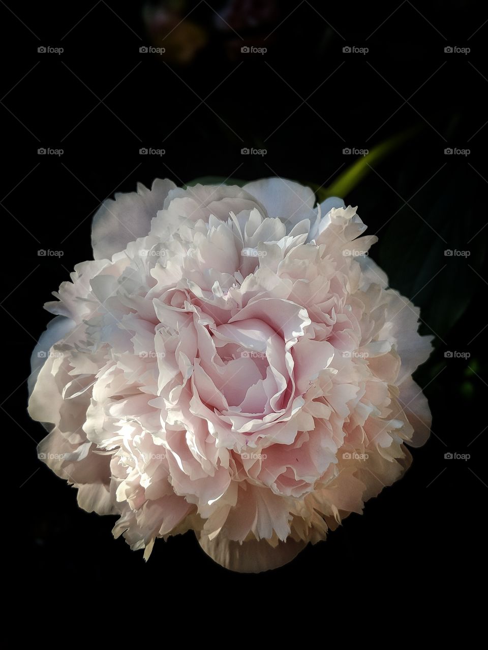 A beautiful pink Spring flower